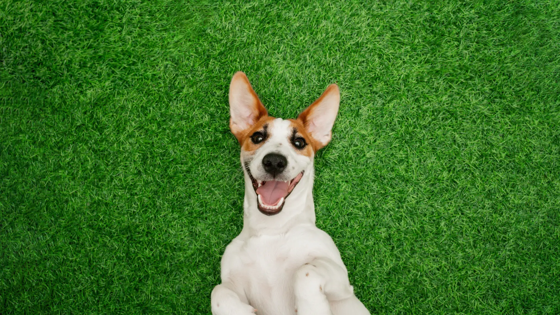 Are Fertilizer Treatments Safe for Pets?