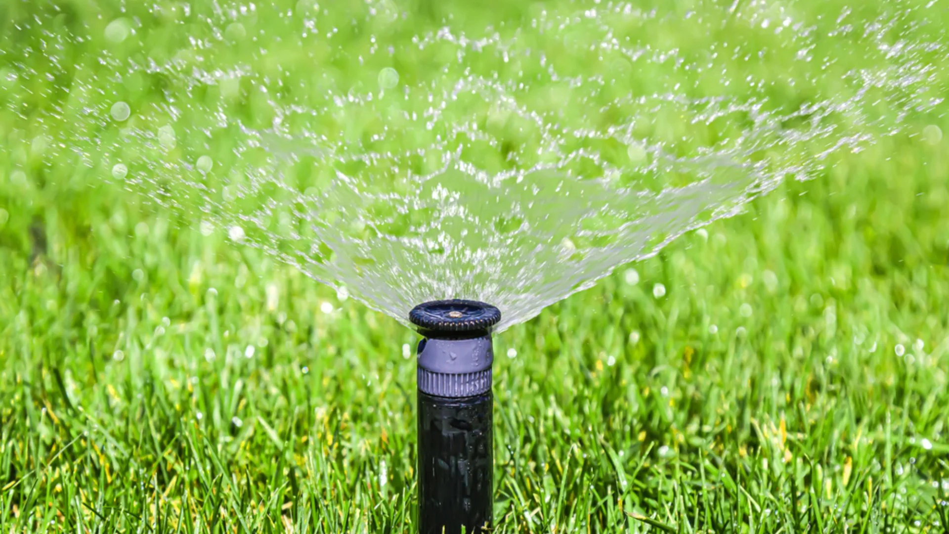 Here’s Your Ideal Watering Schedule for Your Lawn in the Plano, TX Area!