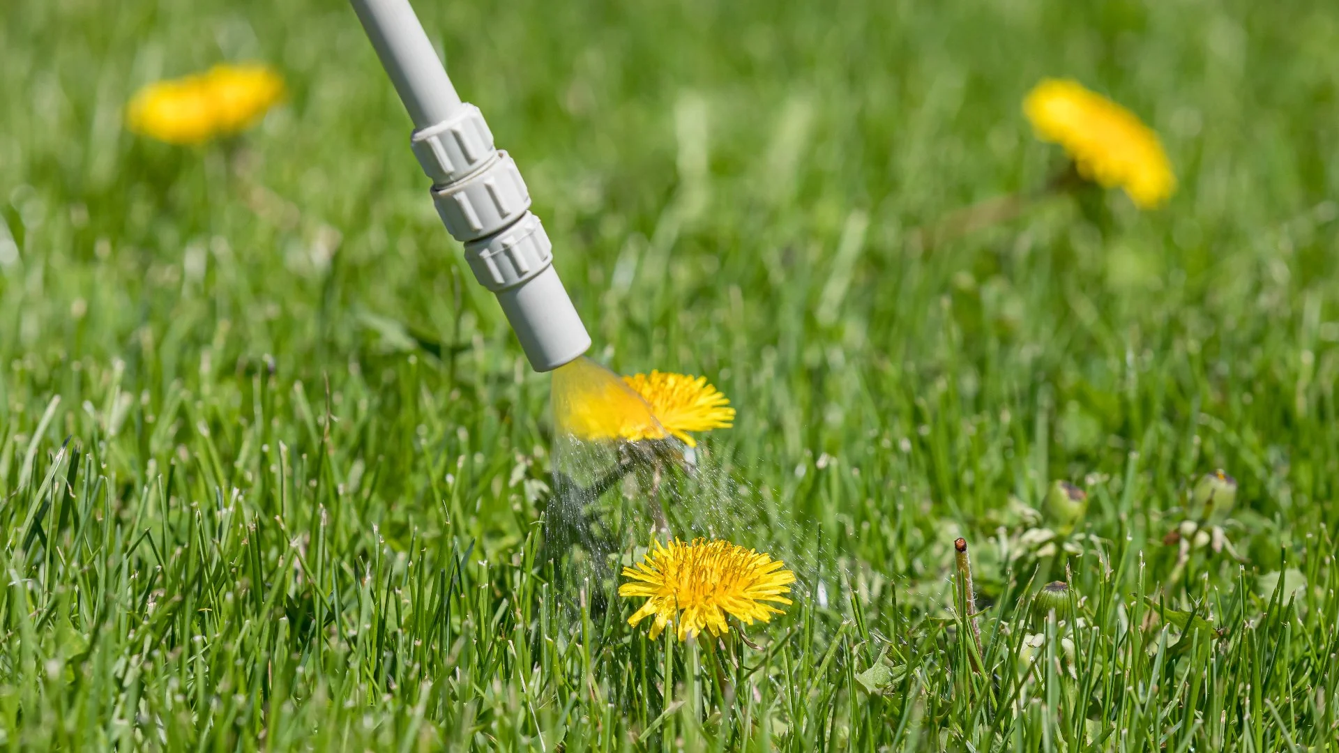 What Happens if You Skip Out on Weed Control Treatments in the Summer?