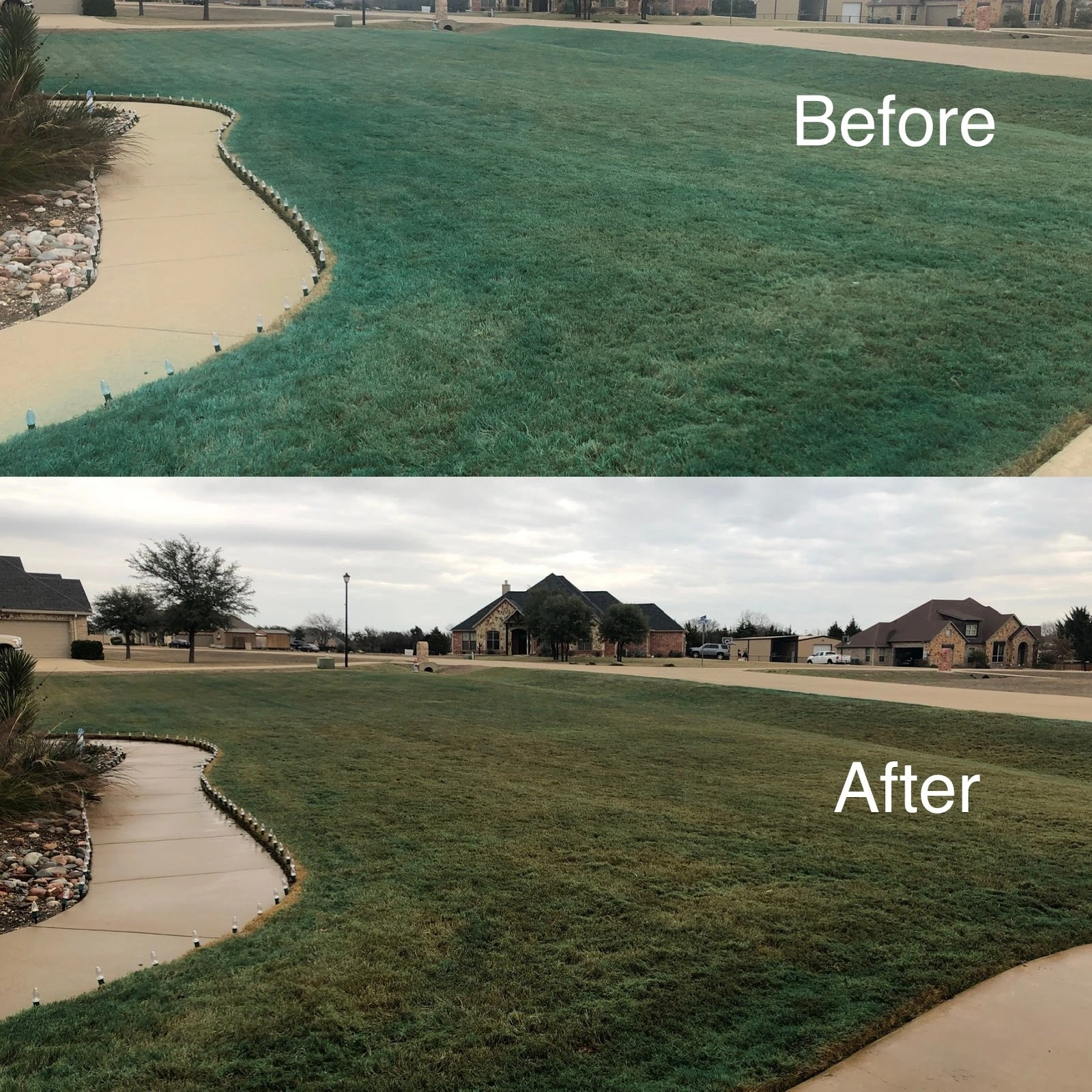 Why Are Lawns Turning Blue in North Texas?
