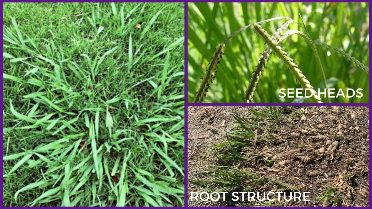 Controlling Dallisgrass in Residential North Texas Lawns
