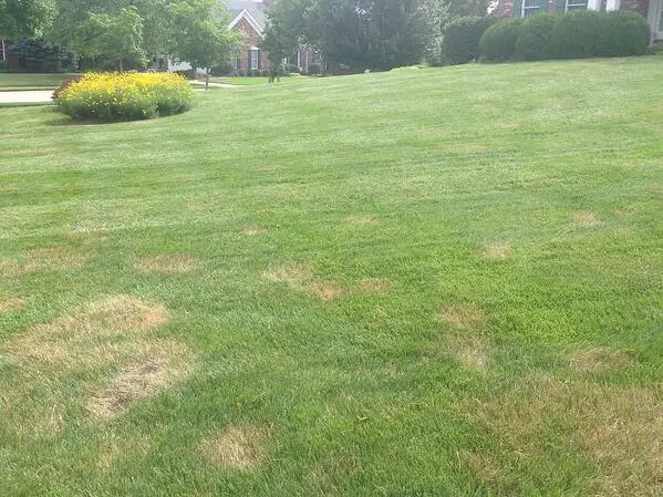 Grub Control, Ant Protection, Disease Prevention and Aeration Services for North Texas Lawns