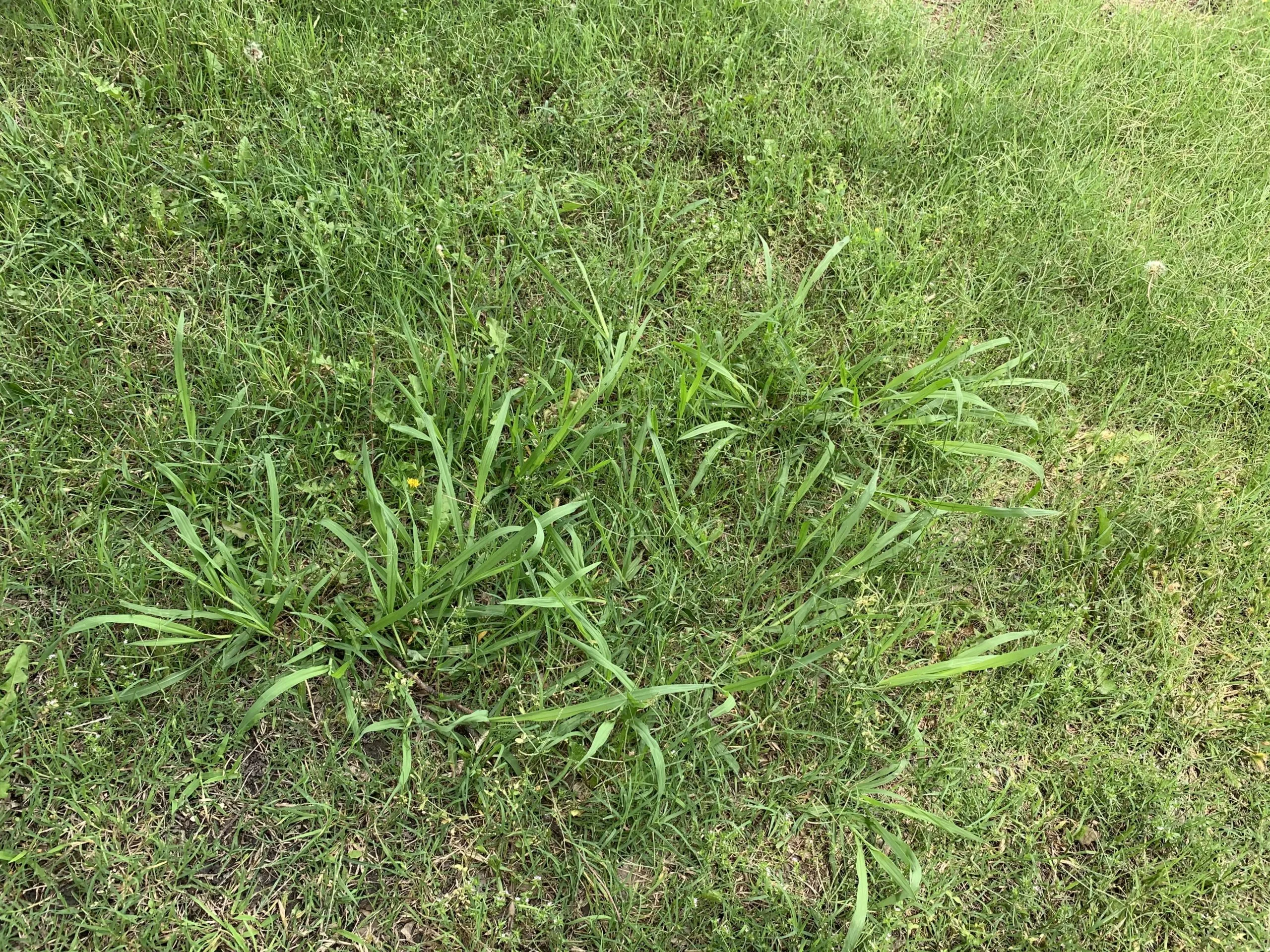 How to Combat Grassy Summer Weeds in North Texas