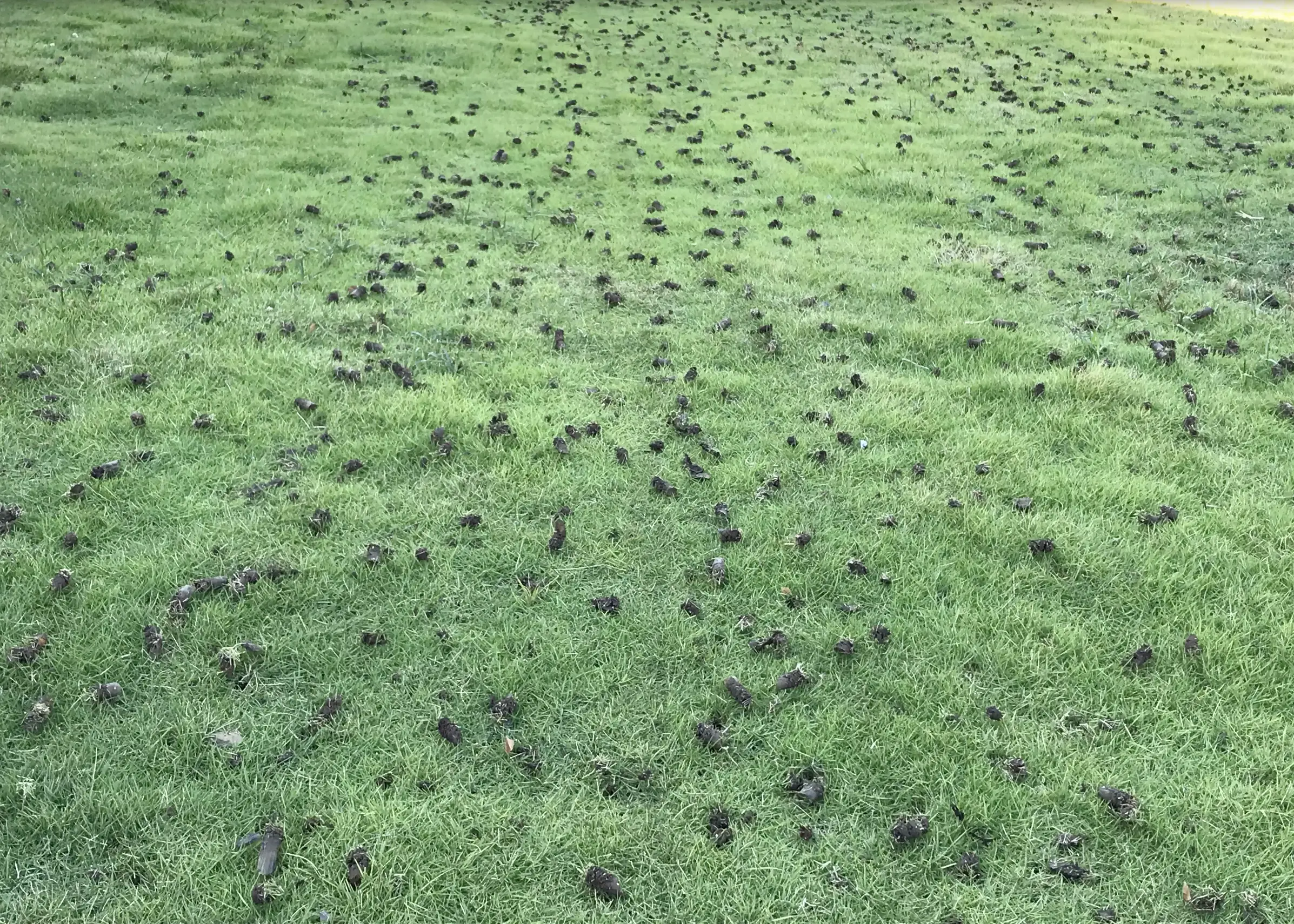 Aerating and Fertilizing Your North Texas Lawn: When, How, and How Much?