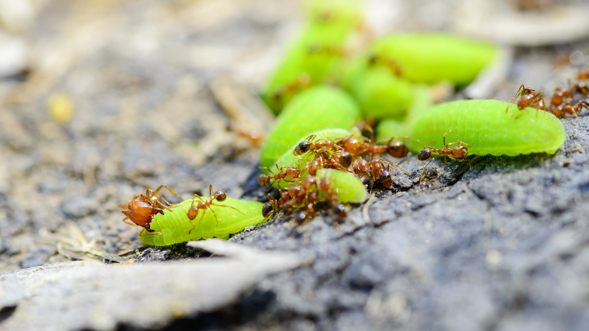 Residential Fire Ant Control in North Texas