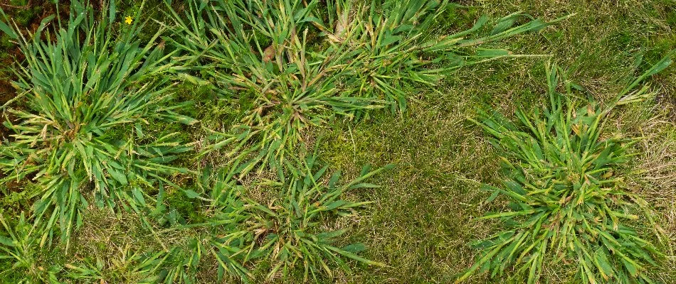 Crabgrass weed on a lawn in Plano, TX.