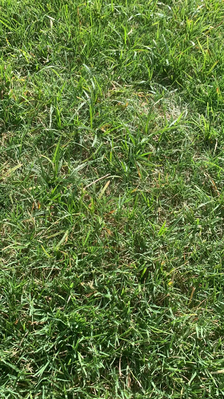 Diagnosing and Controlling Nutsedge and Kyllinga in North Texas Lawns