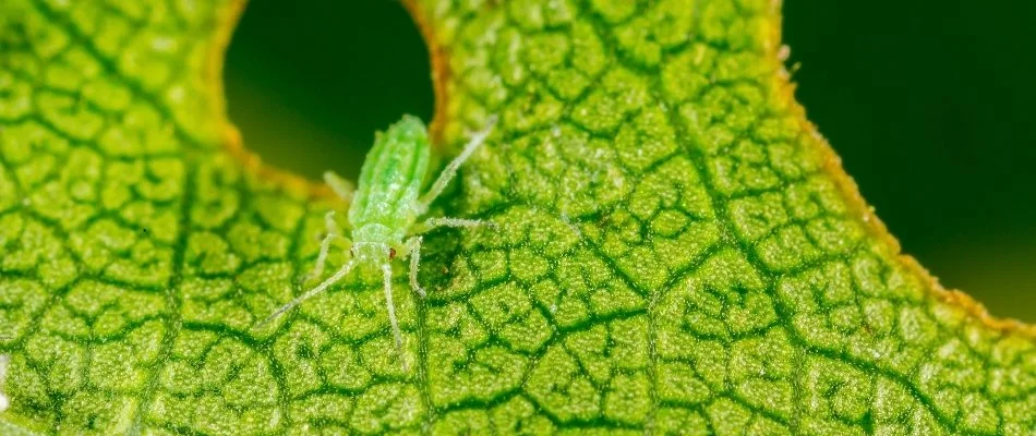 Aphid on a leaf in Plano, TX.