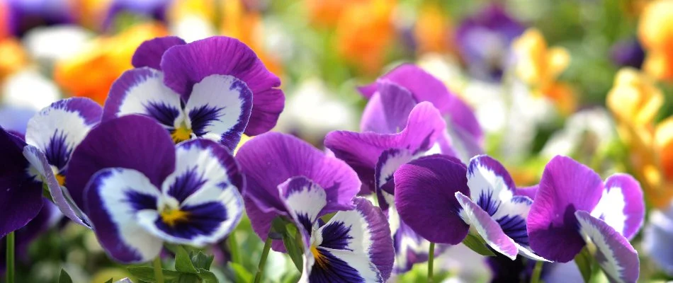 Flowerbed full of pansies in Plano, TX.