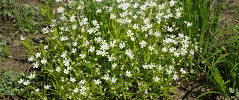 Chickweed in a lawn in Plano, TX.