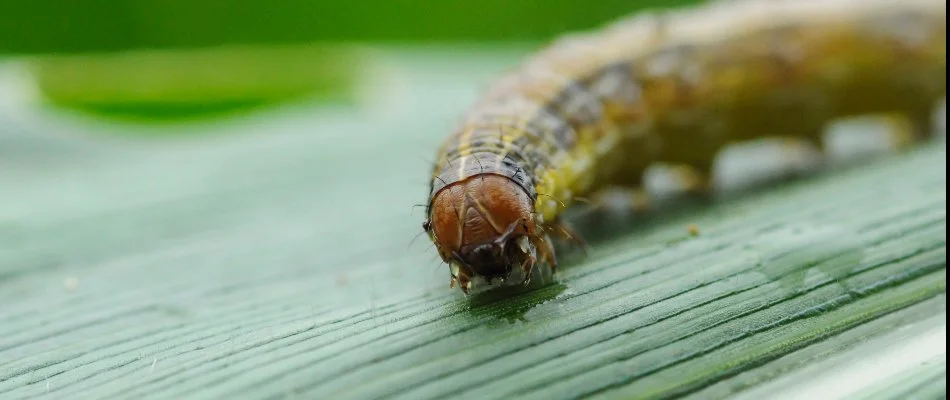 Close-up of an armyworm on a grass blade in Plano, TX.