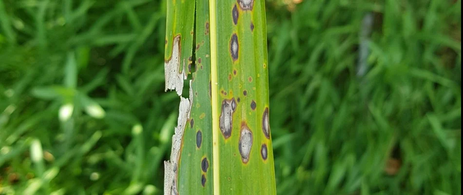 Leaf spot disease on grass in Plano, TX.