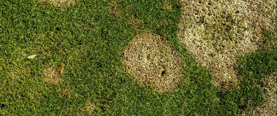 Lawn in Plano, TX, with dollar spot fungus.