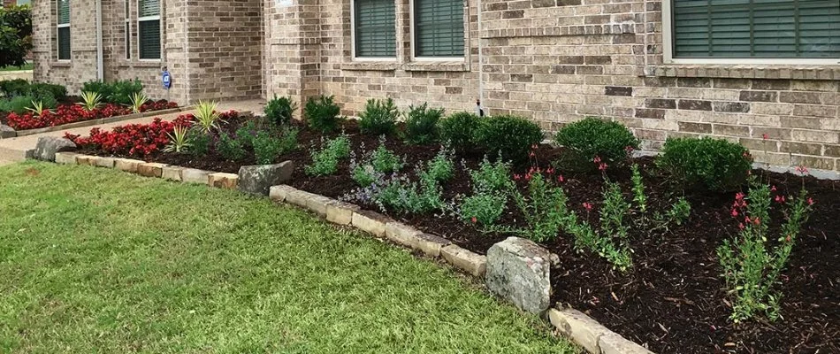 Flowers in a landscape bed on a property in Parker, TX.