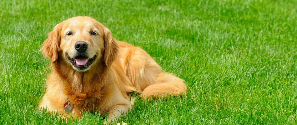 Golden retriever dog on a lawn in Plano, TX.