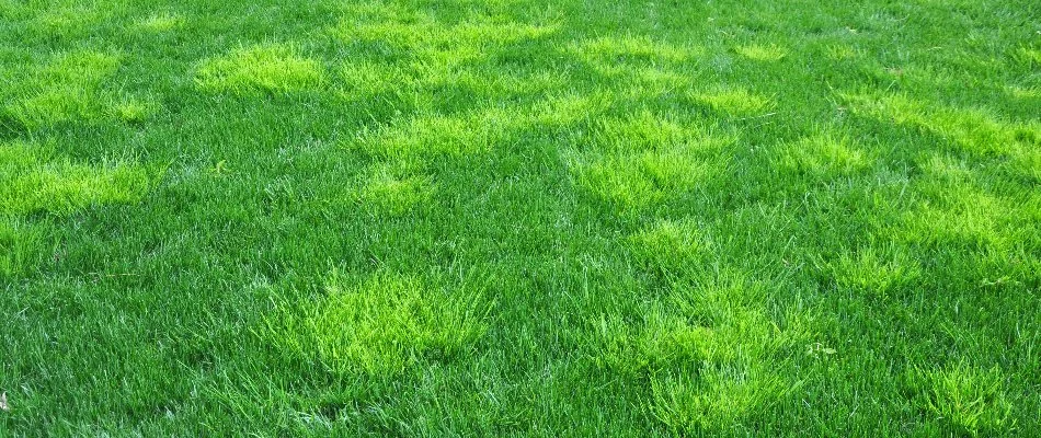 Green lawn in Plano, TX, with patches of weeds.