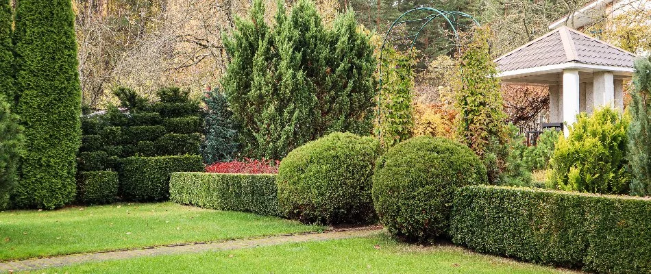 Healthy, lush trees and shrubs with neat shapes in Garland, TX.