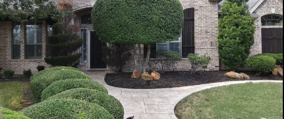 Healthy, maintained trees and shrubs in front of a house in Plano, TX.