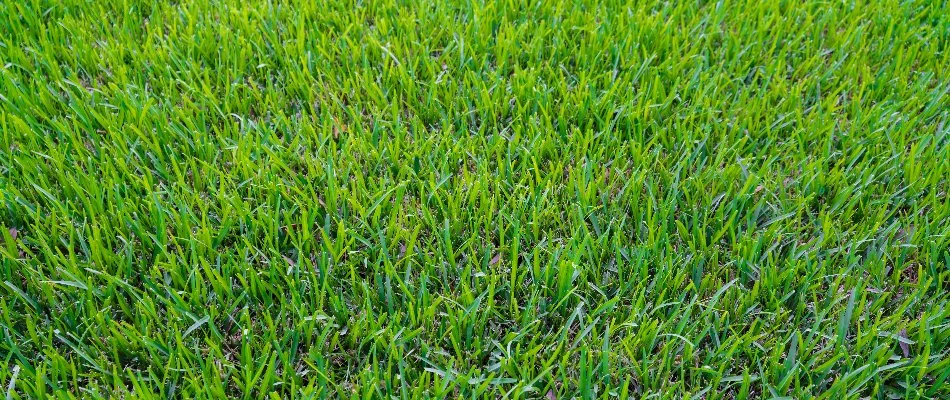 Healthy St. Augustine grass in Garland, TX.