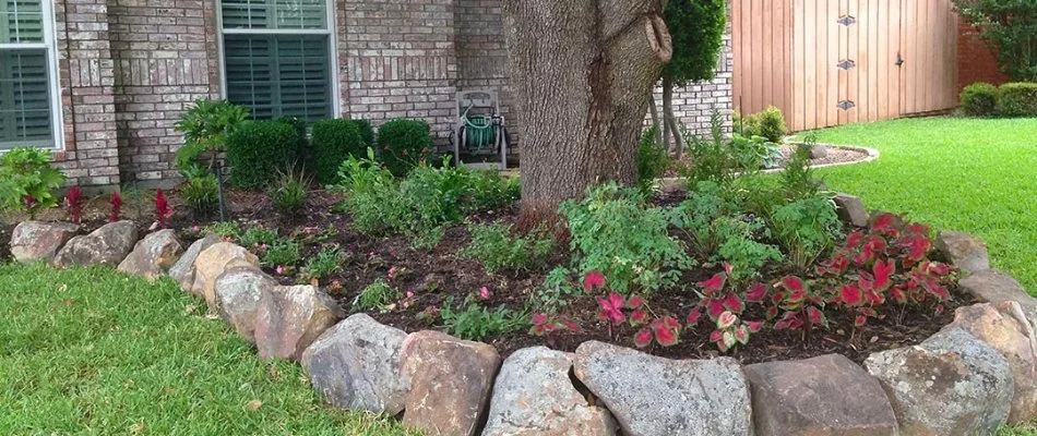 Landscape bed in Richardson, TX, with plants.