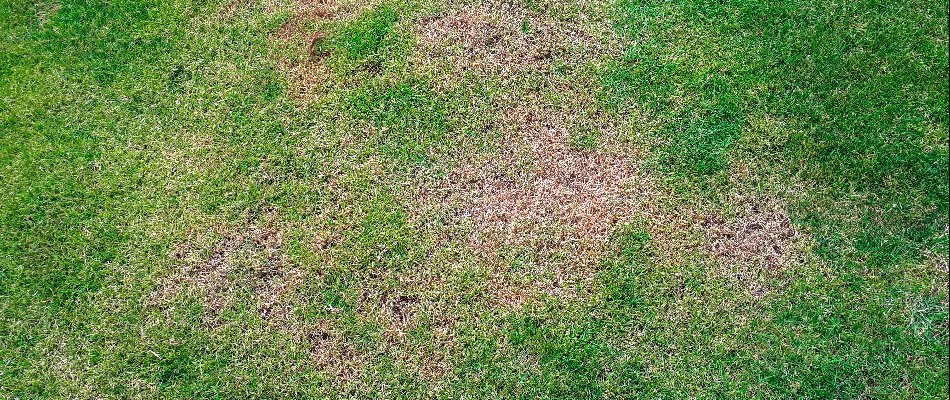 Large patch lawn disease.