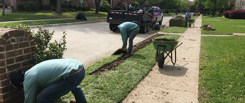 Lawn care team installing new sod in Carrollton, TX.