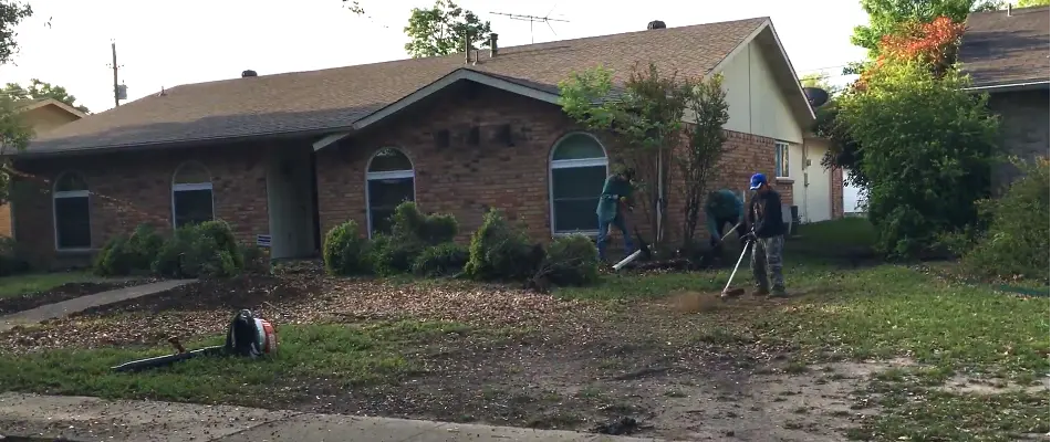 Professional lawn care service in Plano, TX, working on a spring cleanup.