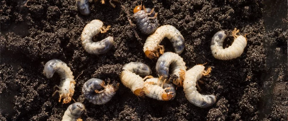 Grubs found in soil on property in Plano, TX.