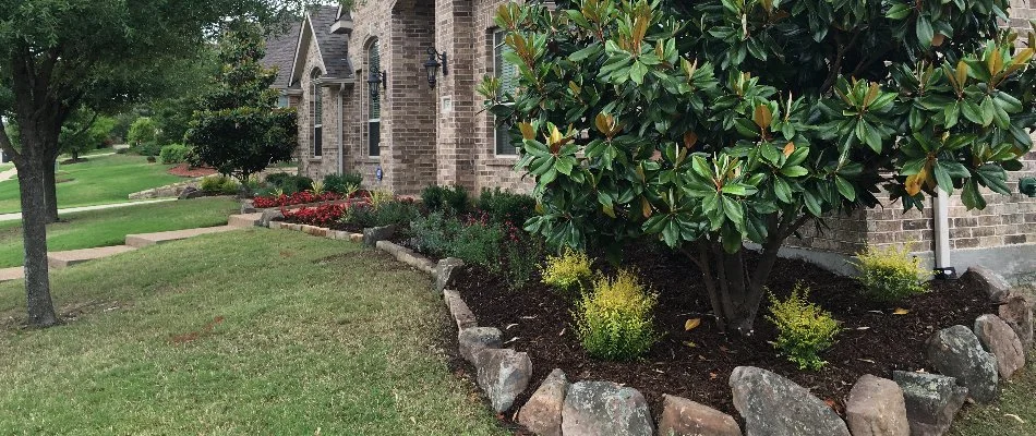Mulched landscape bed in Plano, TX, with plants and flowers.