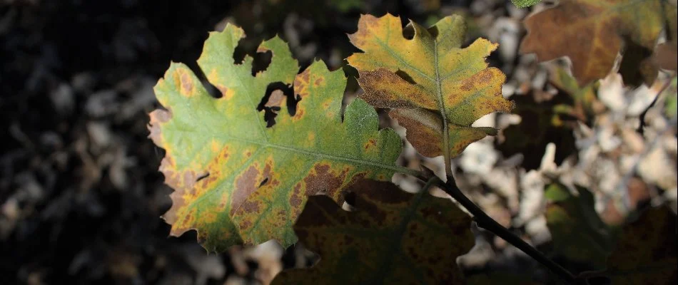 Oak wilt disease infecting foliage on a tree in Parker, TX.