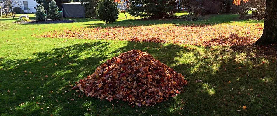 A pile of orange leaves in the shade on a lawn in Plano, TX.