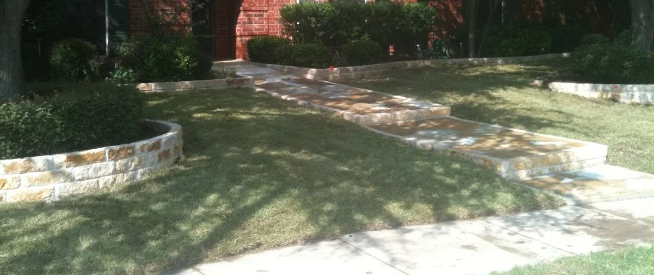 Thick green lawn in Murphy, TX, with a walkway.