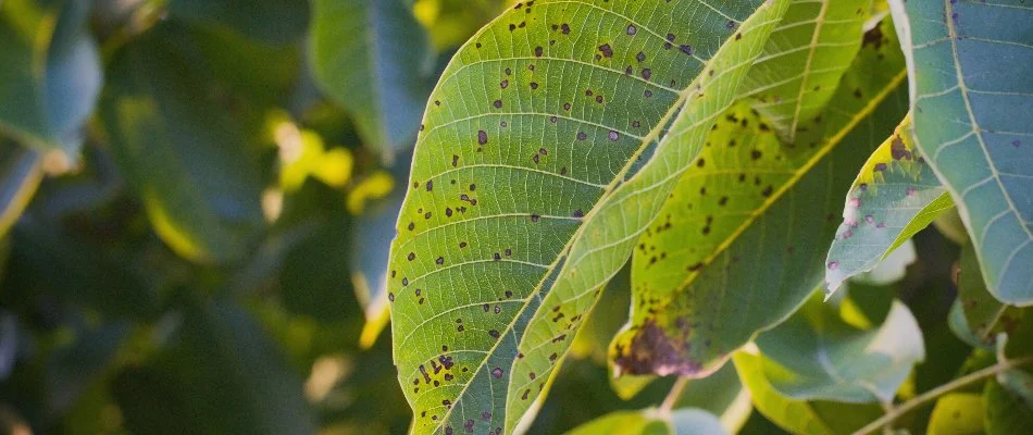 Diseased tree leaf infested with anthracnose in Plano, TX.