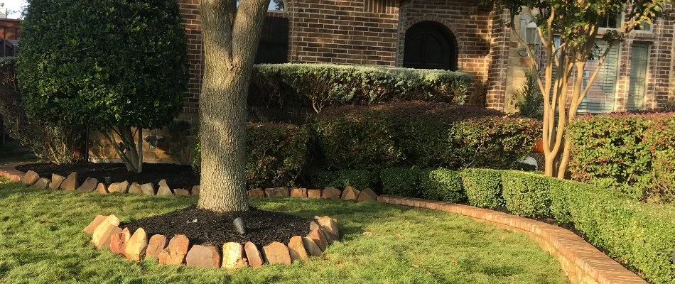 Trees and shrubs in Murphy, TX, along a walkway.