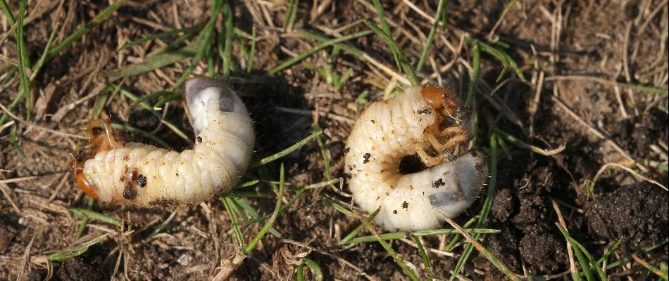 Two grubs on a property in Plano, TX.